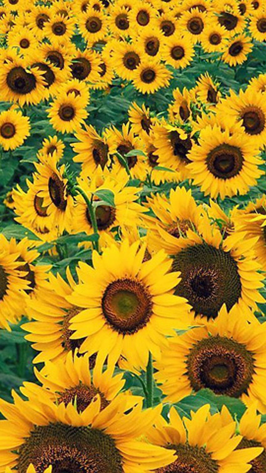 1080x1920 Sunflower Terbaik, bunga matahari umum wallpaper ponsel HD