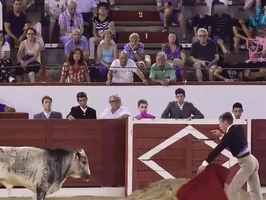 Público vê vermelho depois que estudantes espanhóis de touradas matam 24 bezerros papel de parede HD