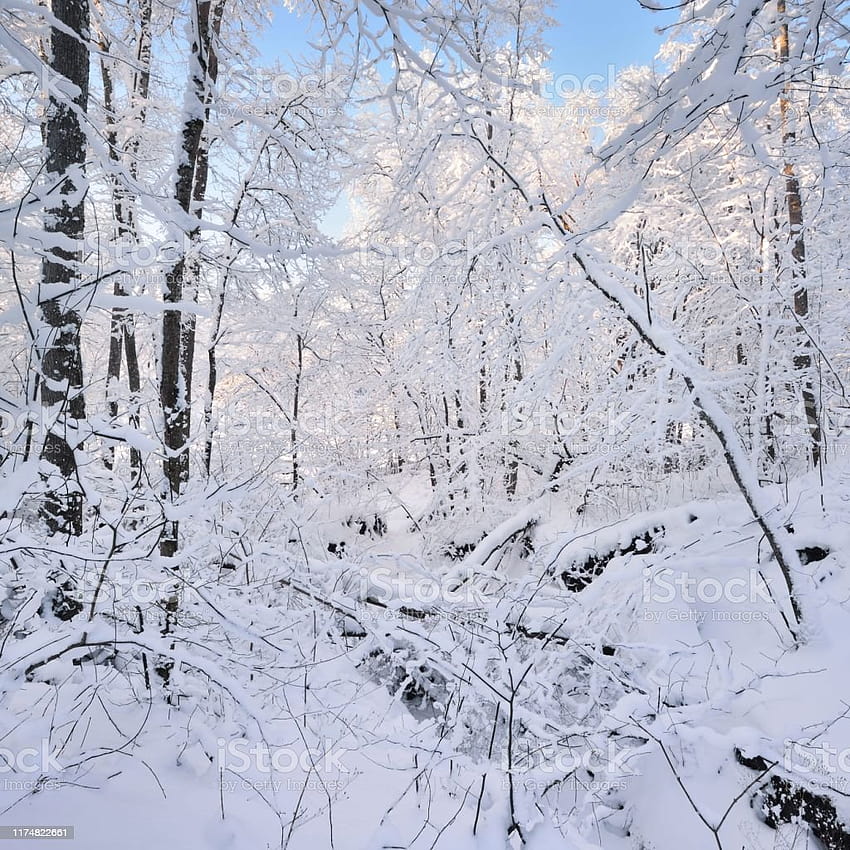 Winter Wonderland In A Deciduous Forest Stock HD phone wallpaper