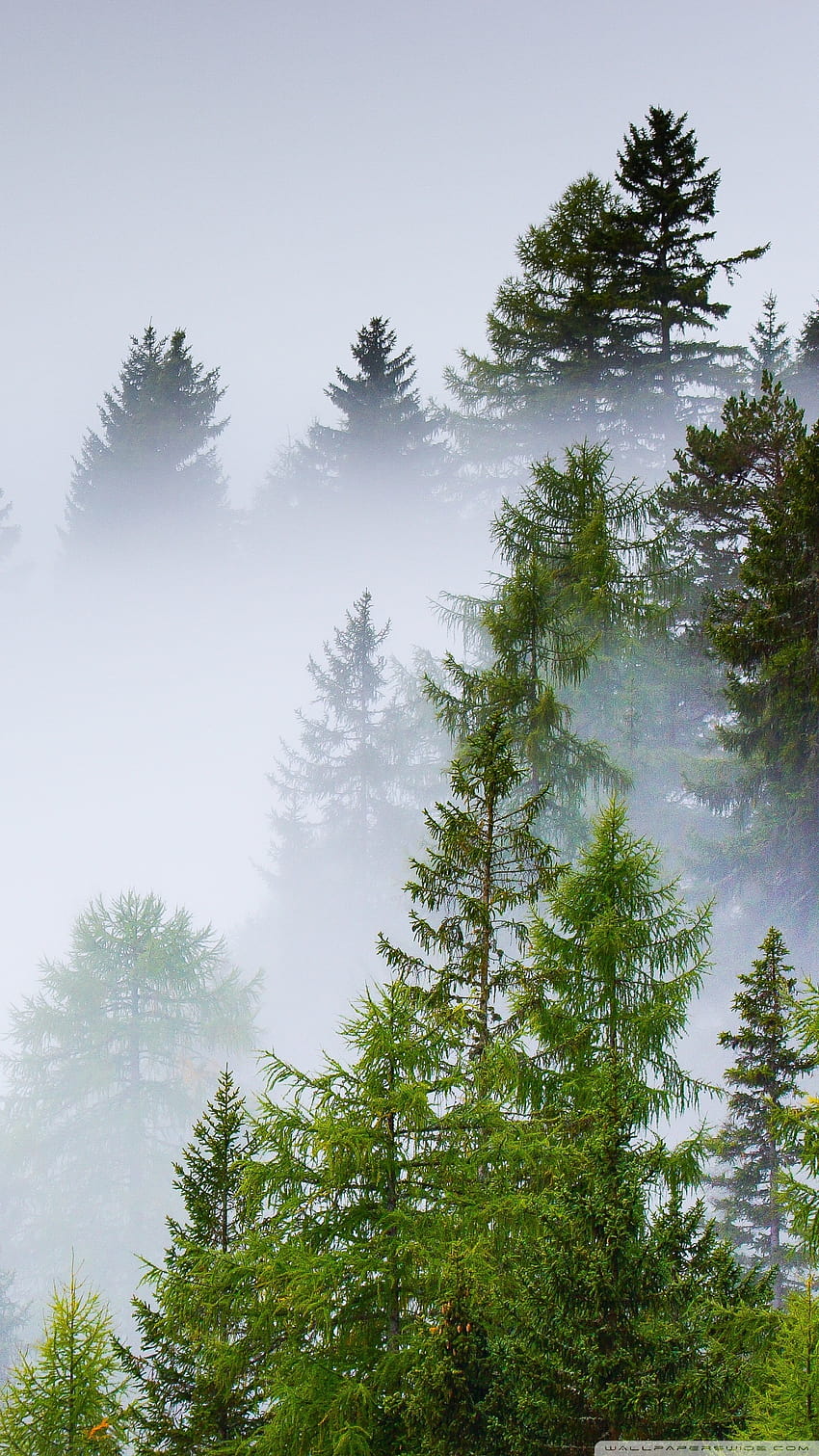 Conifer Forest, Mist, Rainy Day Ultra Backgrounds for U TV : & UltraWide & Laptop : Multi Display, Dual Monitor : Tablet : Smartphone HD phone wallpaper