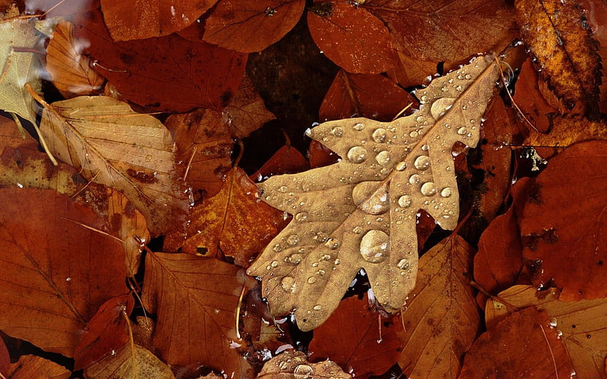 English Oak Leaf In Pond Autumn Angus Escocia Reino Unido Europa, Europa otoño fondo de pantalla