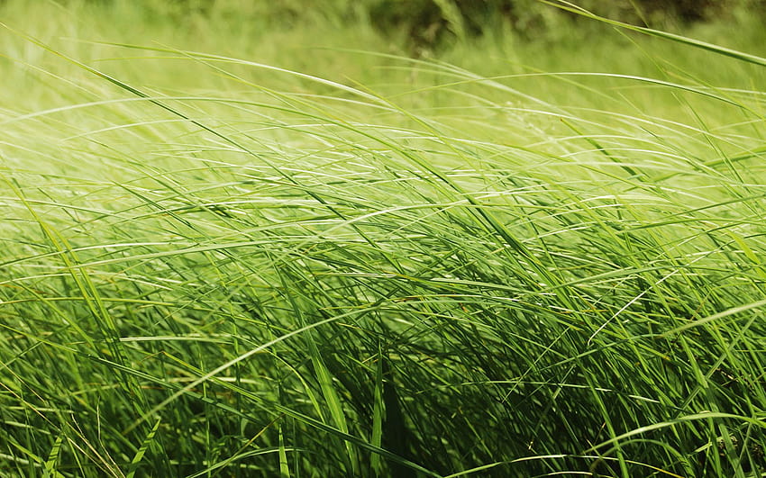 Tag Tall Grass Backgrounds and [1600x1000] for your , Mobile & Tablet, long grass HD wallpaper