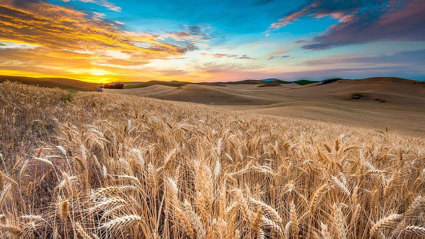 campo, trigo, espigas, cielo, nubes, campos de trigo fondo de pantalla