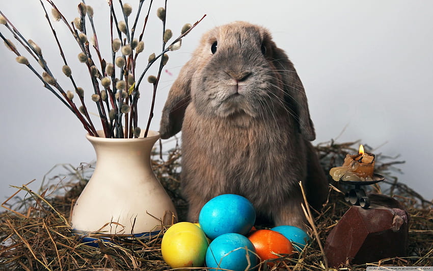 Easter Bunny Backgrounds 12145, coniglietti con uova di pasqua Sfondo HD