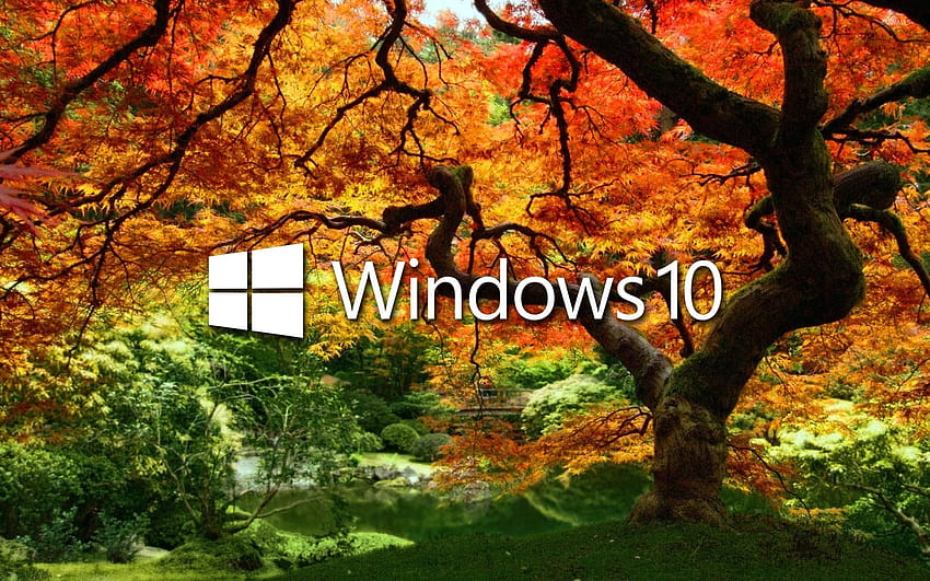 Windows 10 on the orange tree white text logo HD wallpaper