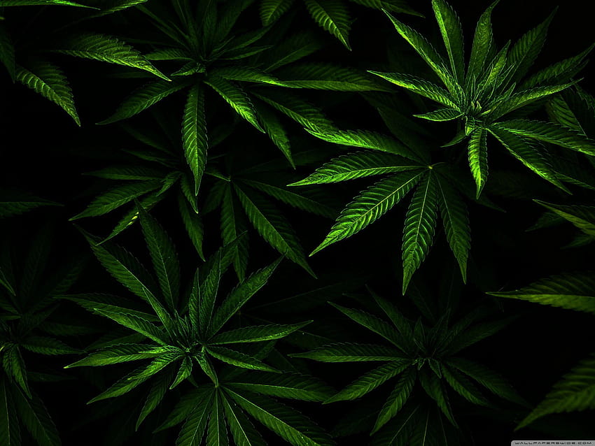 Marihuana, Tumblr-Cannabis HD-Hintergrundbild