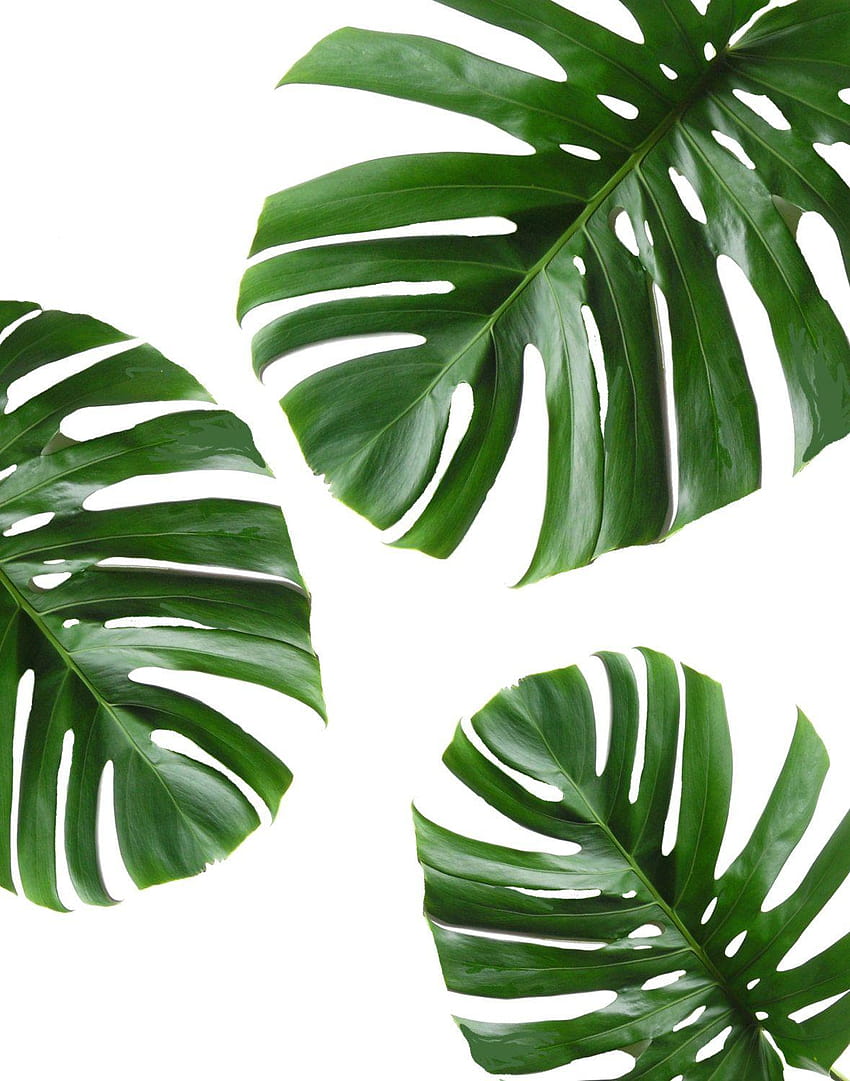 Tropical leaves background wallpaper