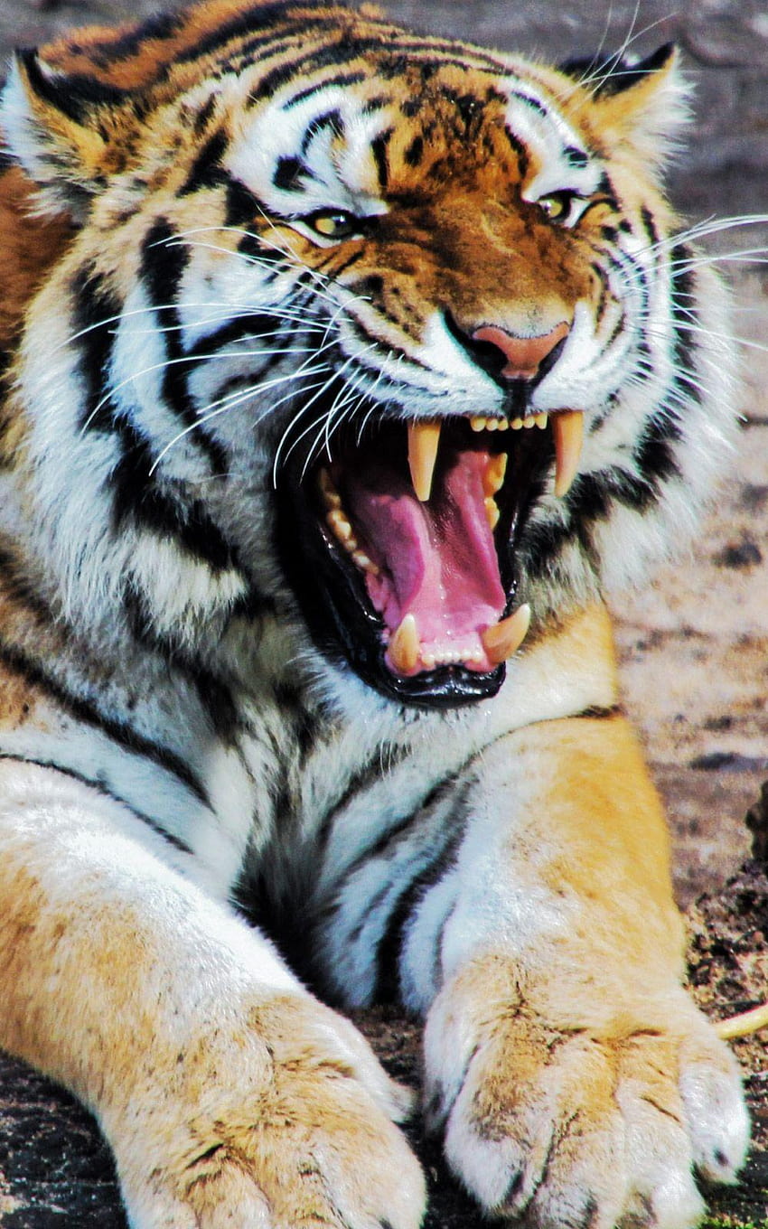 Tiger Roar Sound Animal Mobile, tiger roaring HD phone wallpaper | Pxfuel