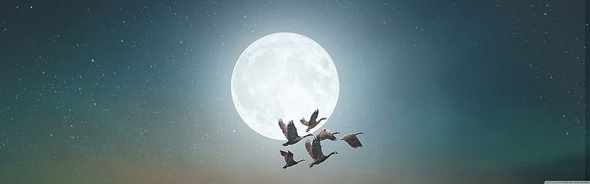 Migrazione notturna degli uccelli, Full Moon Ultra, uccelli migratori Sfondo HD