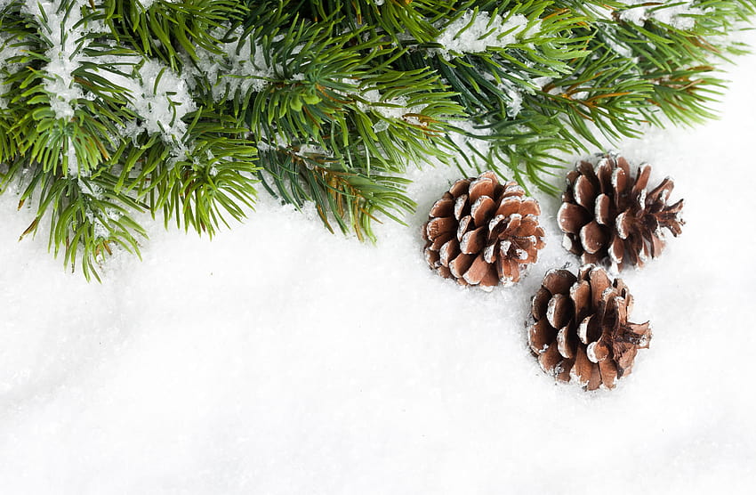 Cones branch needles tree pine snow new year christmas new [5000x3270] for your , Mobile & Tablet, pinecone HD wallpaper