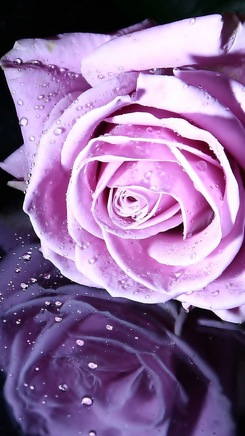 Earth/Rose, różowy kwiatek mobilny Tapeta na telefon HD