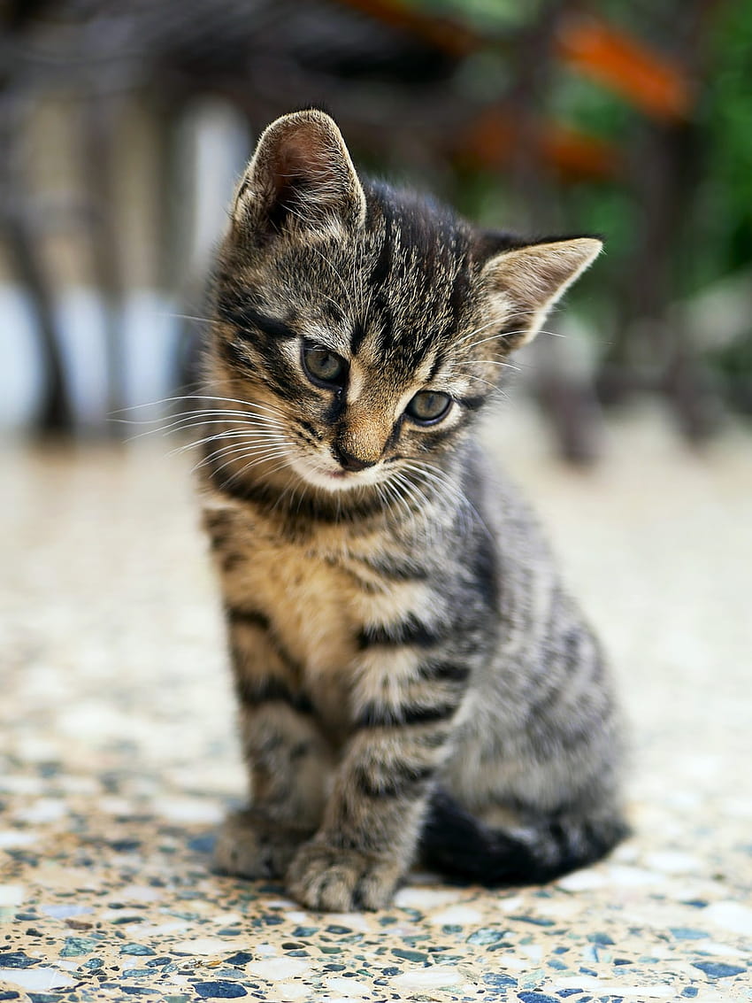 braunes Tabby-Kätzchen sitzt auf dem Boden – Tier, braune Katzen HD-Handy-Hintergrundbild