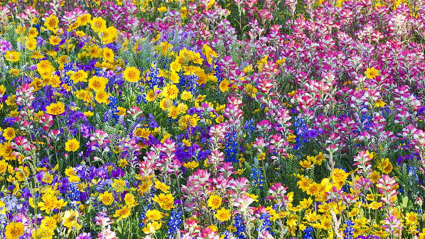 Multicolor, Flowers, Spring, Texas, Wildflowers, Bluebells / and Mobile ...