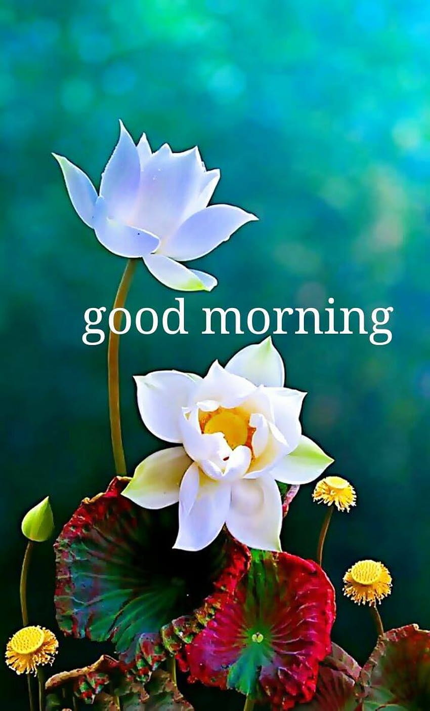 Good morning images on sale with flowers hd