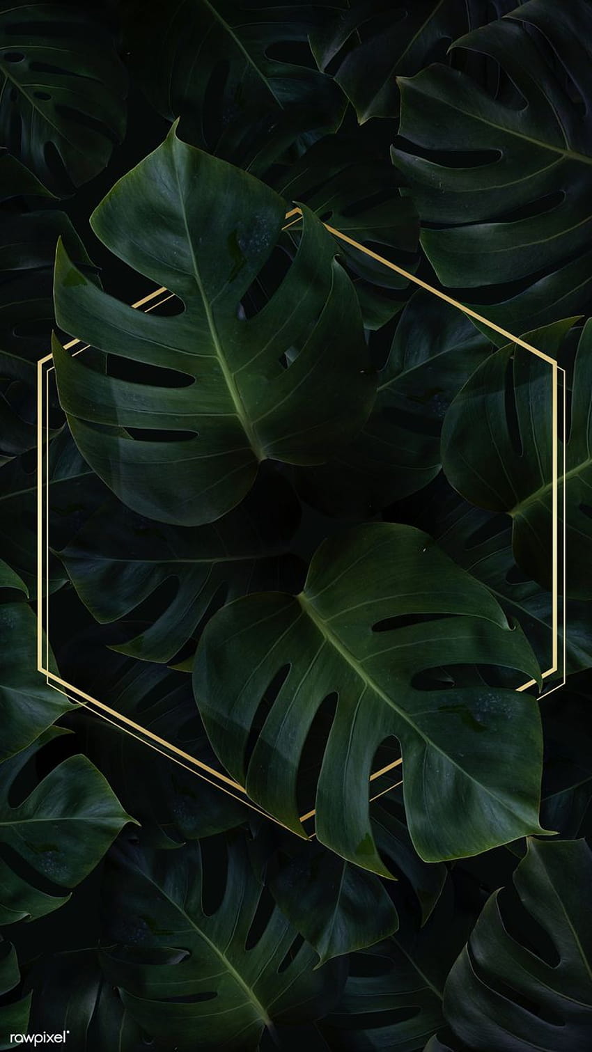 premium psd of Hexagon golden frame on a tropical backgrounds, plant cell HD phone wallpaper