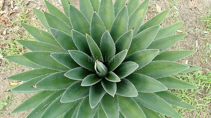 Aloe Vera, Plant, Cactus, Leaf, Thorns HD wallpaper