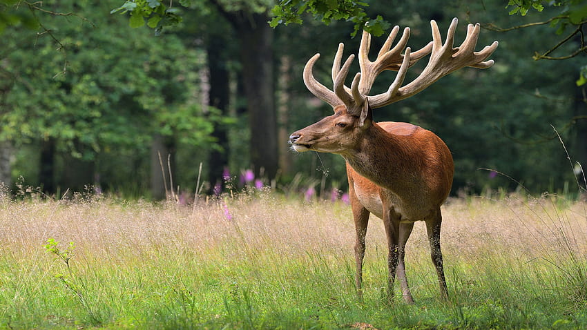 Deer Horns, deer pc HD wallpaper