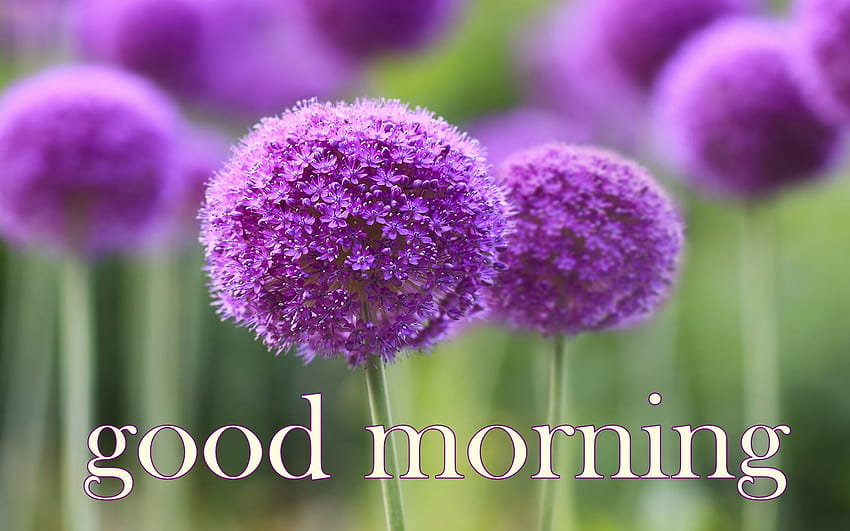 Buongiorno fiori viola, buongiorno fiori Sfondo HD