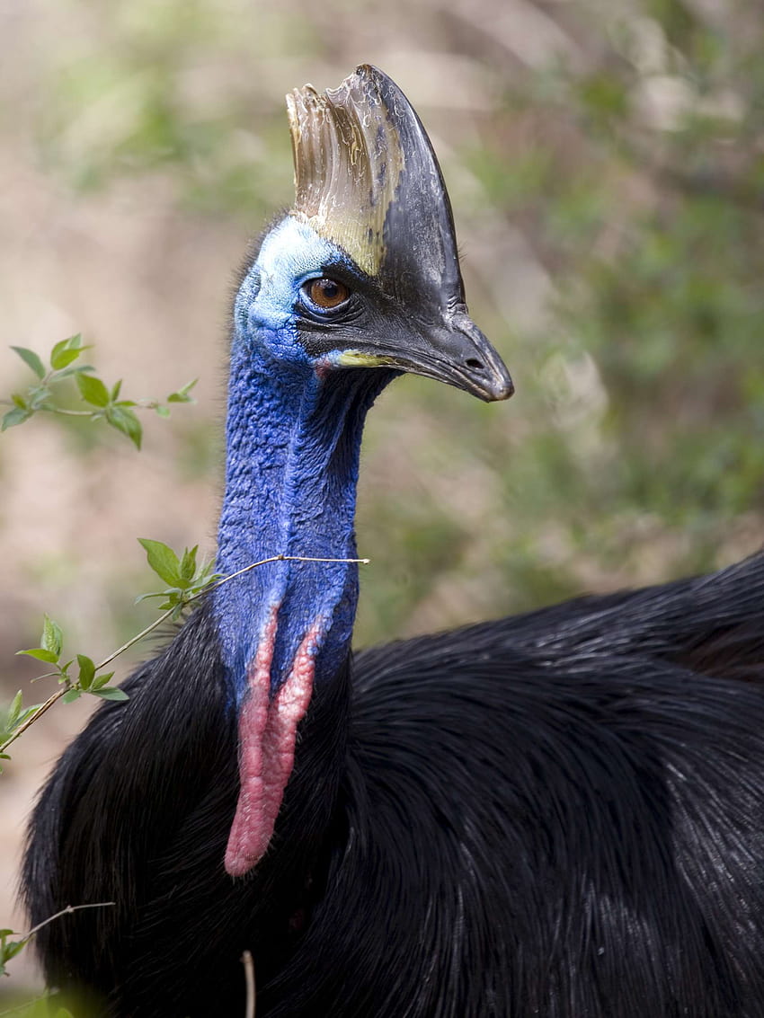 Of Cassowary HD phone wallpaper | Pxfuel