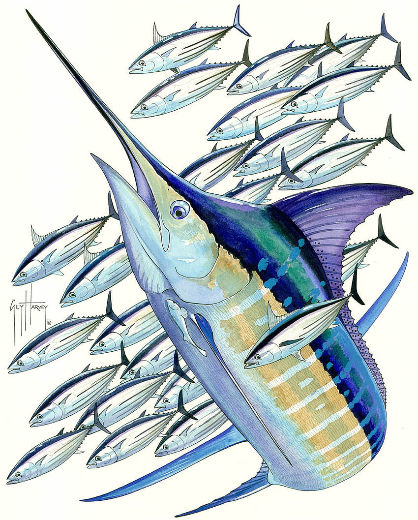 Blaue Marlin-Zeichnungen, Marlin-Fische HD-Handy-Hintergrundbild