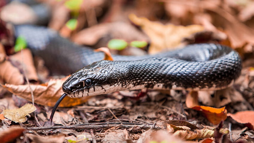 Massive Snake Hanging from Tree in Pennsylvania Park Sparks Public Alert, black racer HD wallpaper