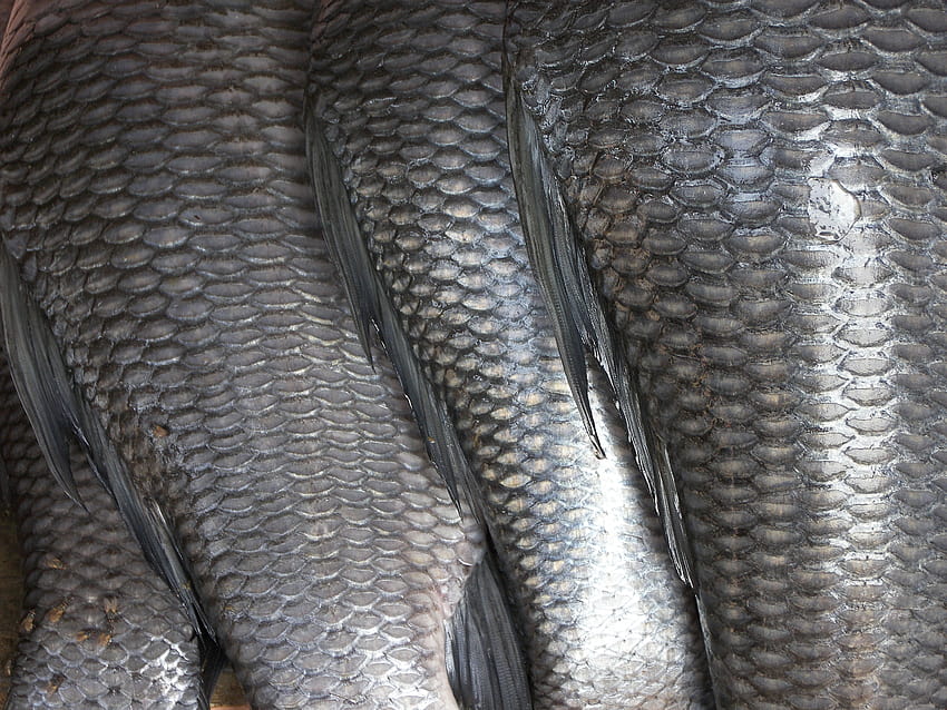 fish scales – Animals Fish HD wallpaper