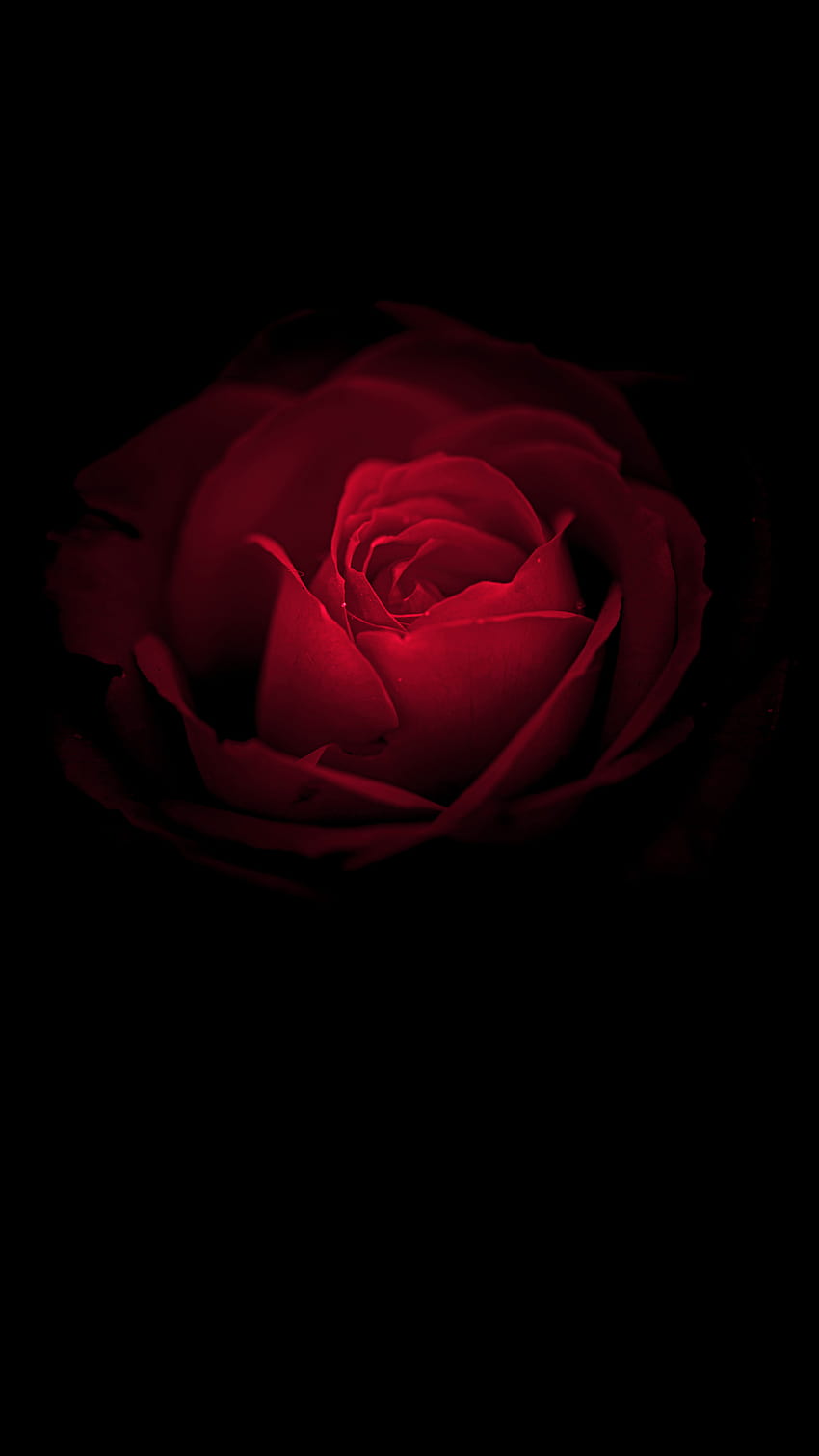 Kwiat róży, czerwona róża, Huawei Mate RS, Porsche, mobilne czerwone kwiaty róży Tapeta na telefon HD