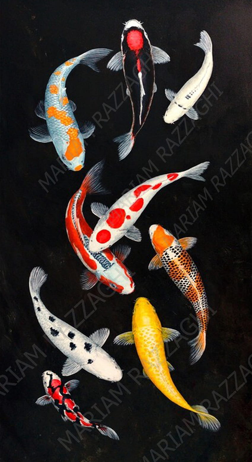 9 Lucky Koi Mix by Mariam Razzaghi. lucky 9 Koi mix. in 2021 HD phone wallpaper