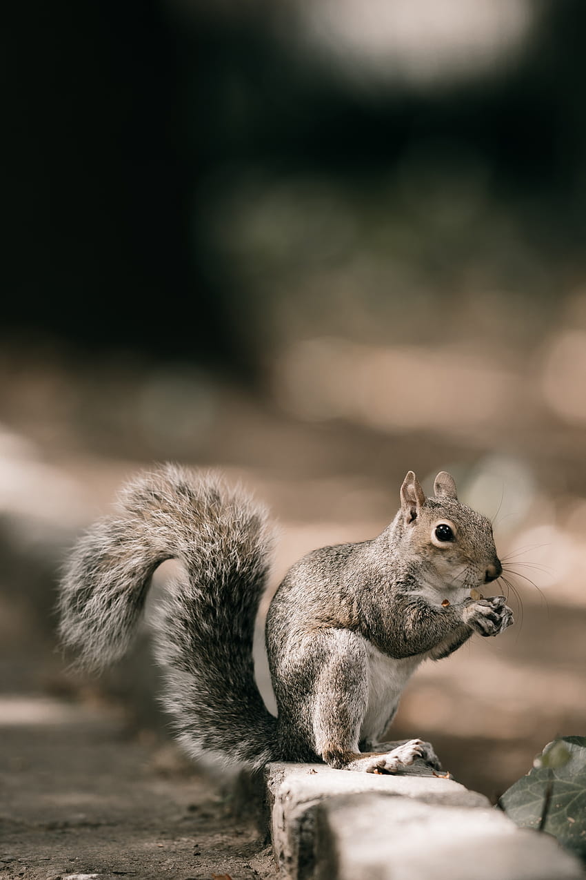 Best Squirrel ·, funny squirrel HD phone wallpaper | Pxfuel