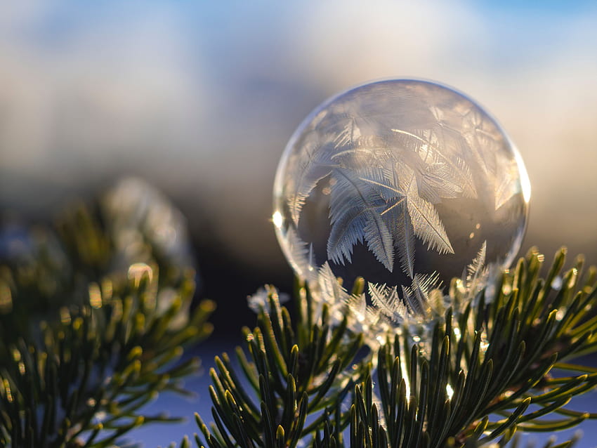 Frozen soap bubble on a spruce branch in winter 640x480, winter bubble HD wallpaper