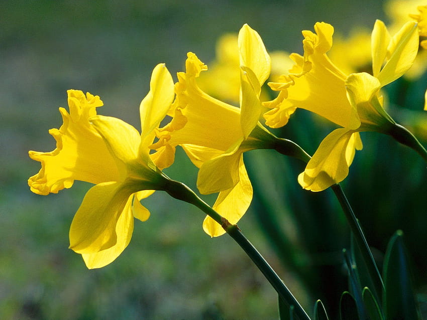 Prayers will be answered, yellow daffodils flowers spring HD wallpaper