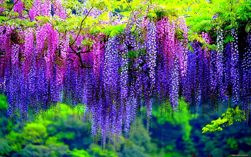 Wisteria Tree, wisteria flowers HD wallpaper