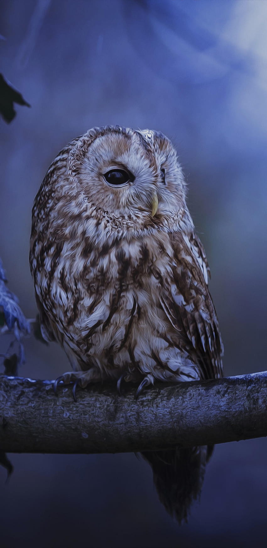 10 Owl Love, iphone xs max HD phone wallpaper | Pxfuel