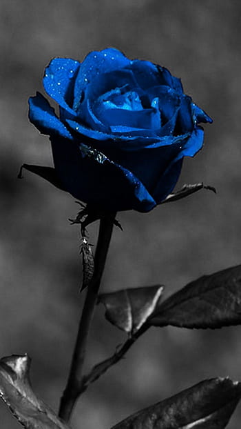 Premium Photo  Bouquet of beautiful blue roses trend color classic blue  valentines day selective focus roses wallpaper