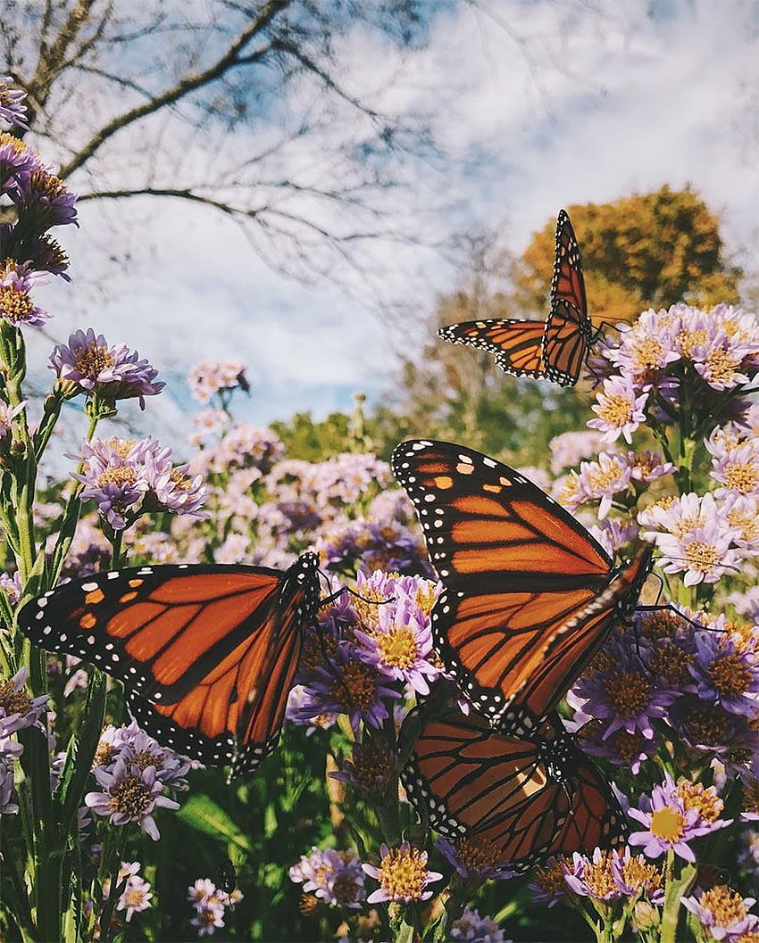 Пеперуди монарх + най-доброто от седмицата, естетика на пеперуда монарх HD тапет за телефон