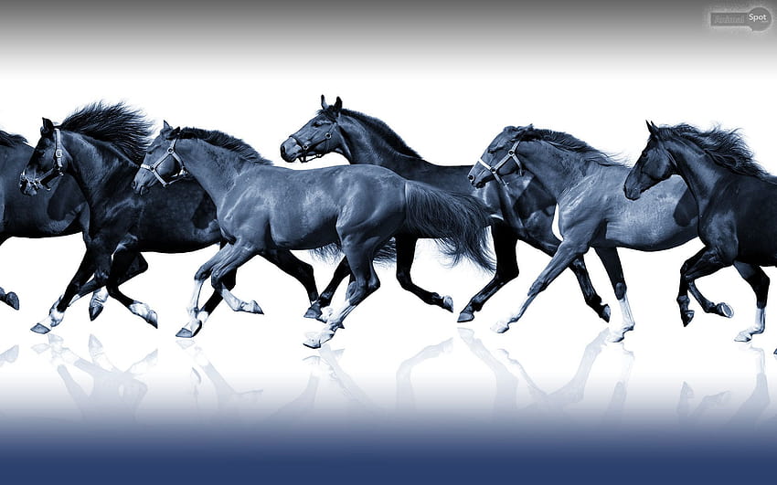 7 horses HD wallpaper | Pxfuel