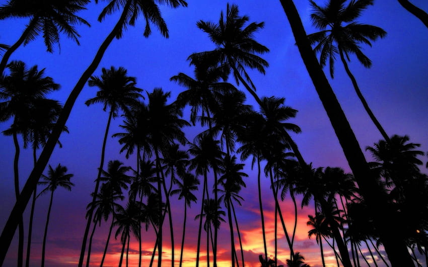 4 Miami Sunset, miami florida palm trees and skyline HD wallpaper