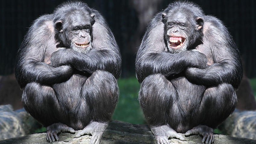 Chimpanzee, couple, cute animals, monkey, funny, crazy ape HD wallpaper |  Pxfuel