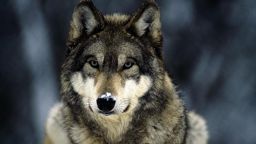 Blue eyes snow landscapes grey wolf wolves, blue wolf eyes HD wallpaper