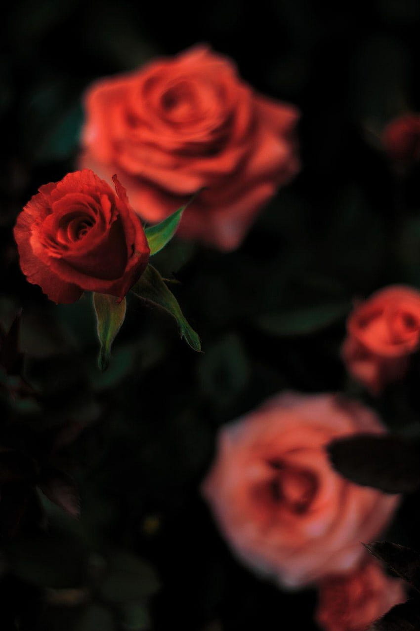 Dark Red Roses Names, aesthetic dark rose HD phone wallpaper