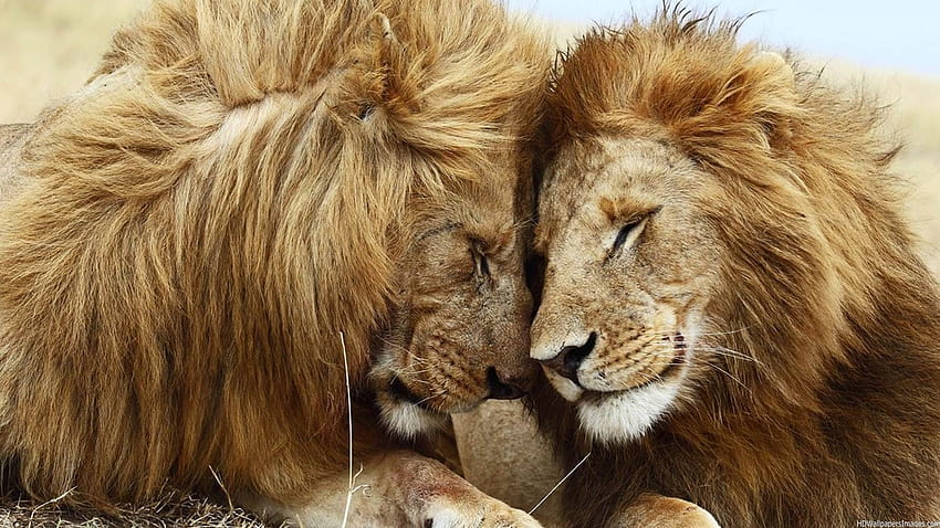 Citas de pareja de leones. QuotesGram fondo de pantalla