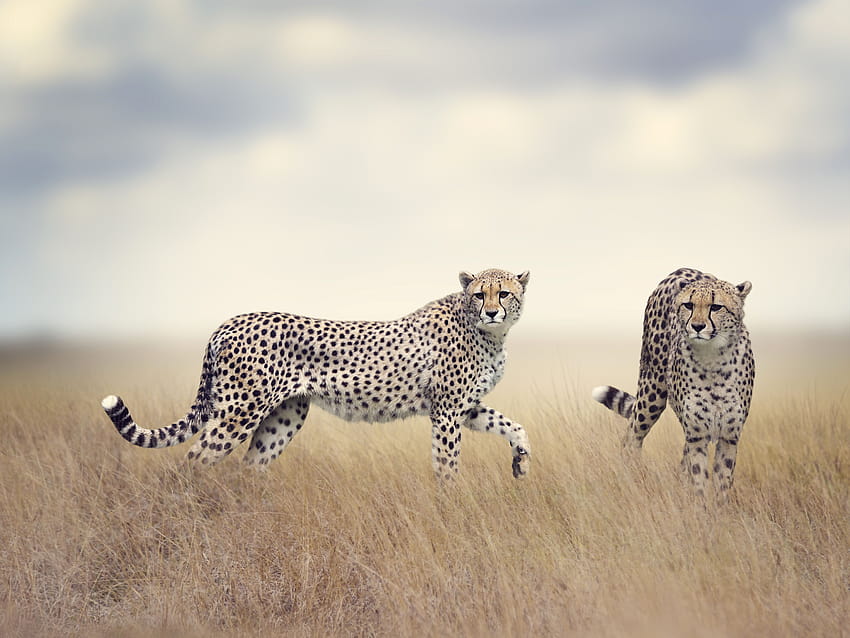 Animal Cheetah HD Wallpaper