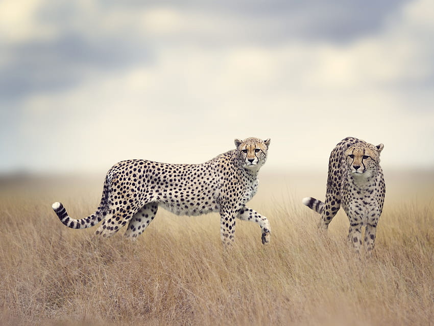 Çita, Yaban Hayatı, Hayvanlar HD duvar kağıdı