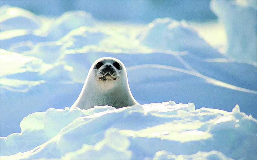 Simpatico cucciolo di foca arpa, simpatici sigilli Sfondo HD