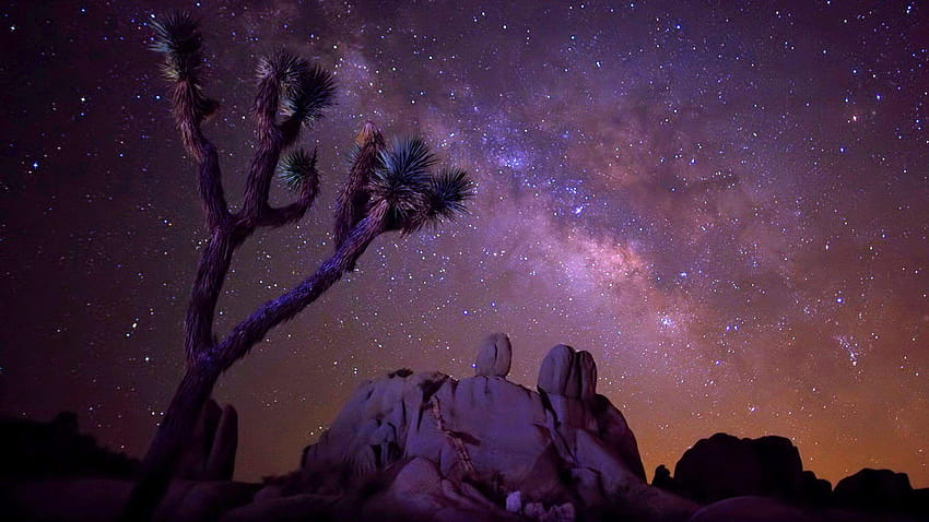 Звездното небе Млечен път Пустинна зона със скален кактус Joshua Tree, национален парк Joshua Tree HD тапет