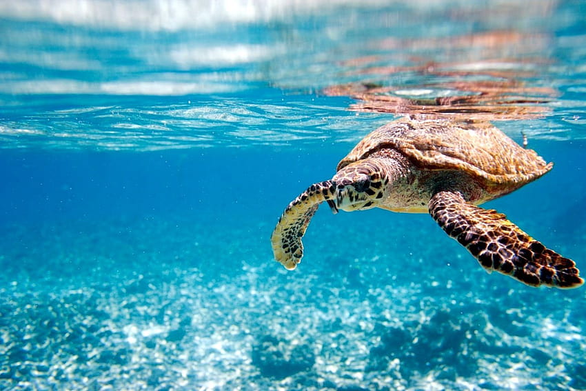 Sea Turtle Backgrounds posted by John Cunningham HD wallpaper | Pxfuel