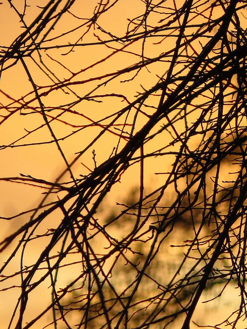: Äste, Gegenlicht, Sonne, Abendstimmung, Baum, ästhetisches Braun HD-Handy-Hintergrundbild