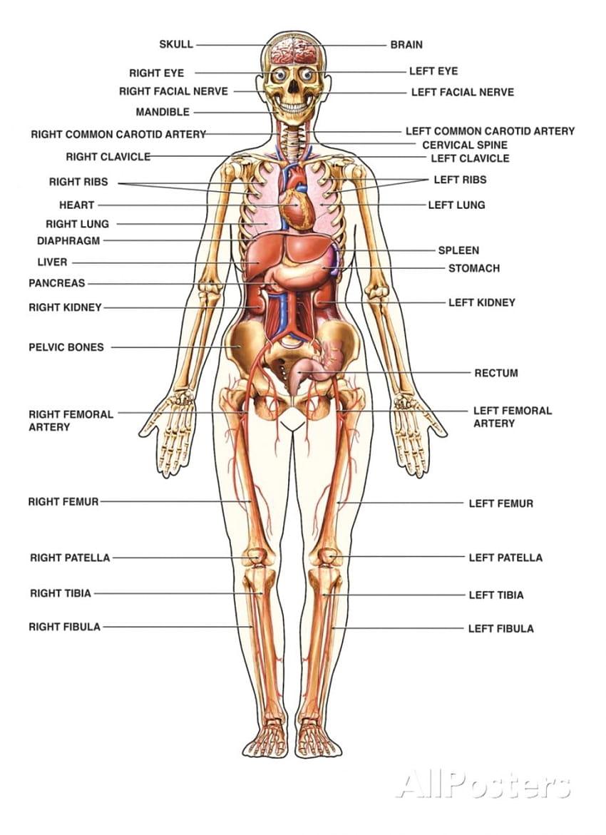 Parties du corps pour l'anatomie, parties du corps Fond d'écran de téléphone HD