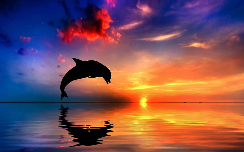 Dolphin Sunset, sunsets with dolphins HD wallpaper | Pxfuel
