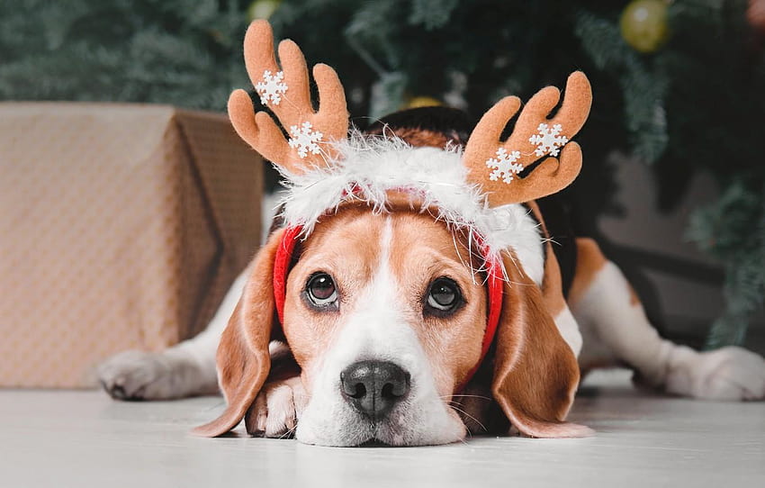 snowflakes, holiday, tree, Christmas, dog, horns, christmas dog light HD wallpaper